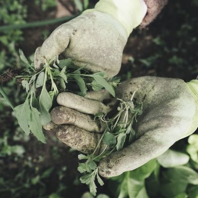 gardening-2518377_960_720