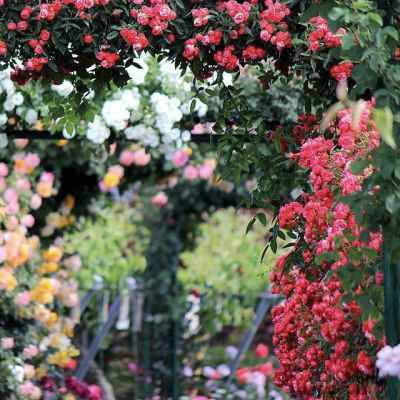 rose-2721846_960_720